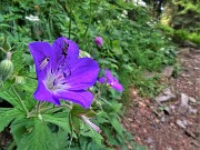 21 Geranium sylvaticum (Geranio silvano) con ospiti